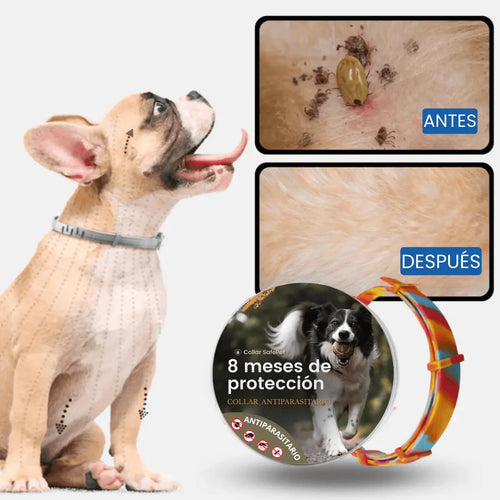 Collar SafePet – Antipulgas y garrapatas [8 meses de protección]