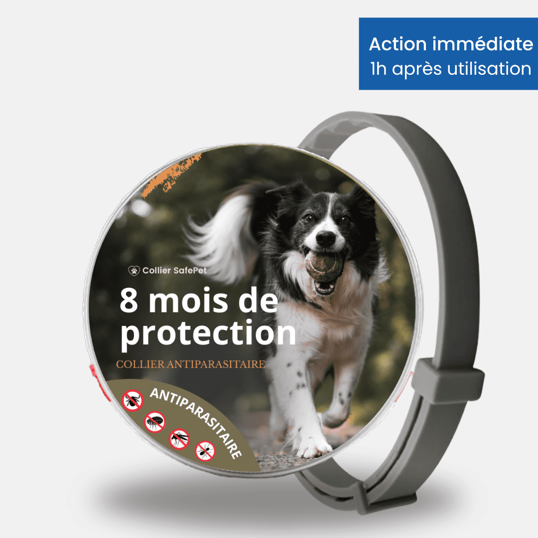 Collier SafePet – Anti-puces et tiques [8 Mois de Protection].
