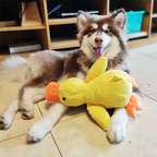 Juguete Pato Antiestrés