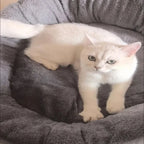 Lit Douillet Pet Deluxe